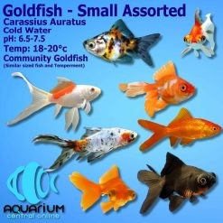 assorted goldfish