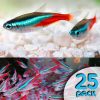 Neon Tetra 25 Pack