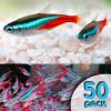 Neon Tetra Fish 50 Pack