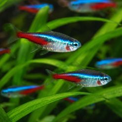 Neon Tetra