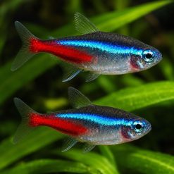 Neon Tetra