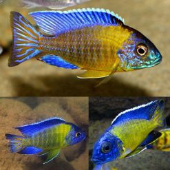 Neon Blue Peacock