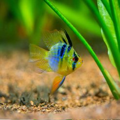 Blue Balloon Ram Cichlid (Mikrogeophagus ramirezi)