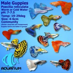 Assorted Male Guppies