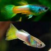 bumblebee guppy male