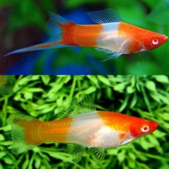 kohaku koi swordtail