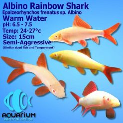 albino rainbow shark