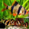 tiger barb
