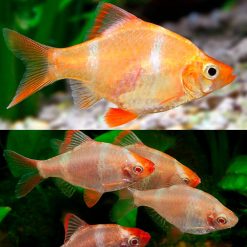 golden tiger barb