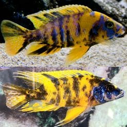 Yellow OB Peacock Cichlid