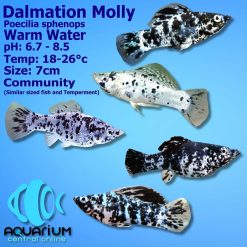 Dalmation Molly
