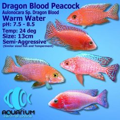 Dragon Blood Peacock