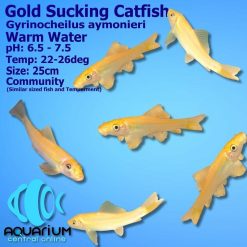 Gold Chinese Algae Eater Sucker Medium