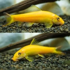 Golden Algae Eater Sucker Fish