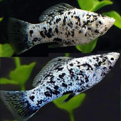 Dalmation Molly
