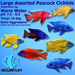 Assorted Large Peacock Cichlids