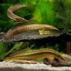 spotted spiny eel 15cm