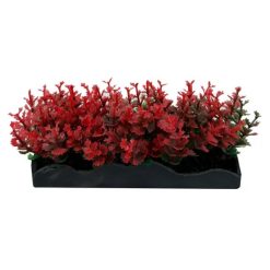 Aqua One Ecoscape Foreground Catspaw R/lilaeopsis GN Mix Punnet