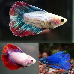 double twin tail female