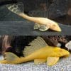 Albino Sailfin Pleco Catfish