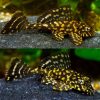 Gold Spot Pleco Catfish