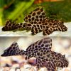 Sailfin Plecostomus Catfish Pleco Sucker