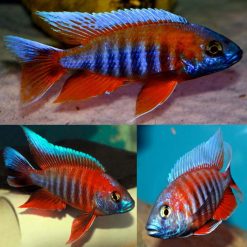 Eureka Red Peacock Cichlid