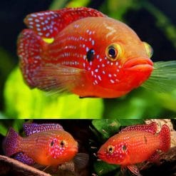Red Forest Jewel Cichlid