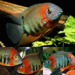 rotkeil red shoulder severum