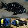 Tropheus Duboisi Cichlid