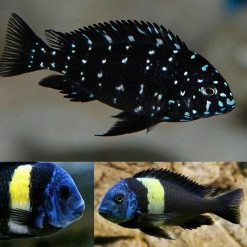 Tropheus Duboisi Cichlid