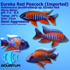 Eureka Red Peacock Cichlid (Aulonocara jacobfreibergi)