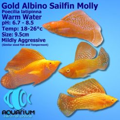 gold albino sailfin molly