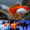 Assorted Oranda Large