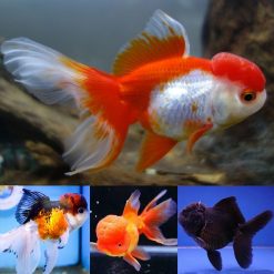Assorted Oranda Large