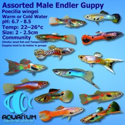 endler guppy assorted male