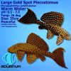 Gold Spot Pleco Catfish