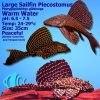 sailfin plecostomus catfish 8-9cm