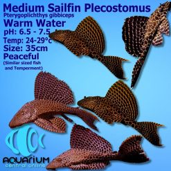 Sailfin Plecostomus Catfish Pleco Sucker