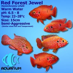 Red Forest Jewel Cichlid