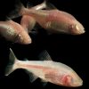 Blind Cave Tetra