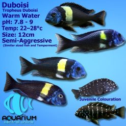 tropheus duboisi cichlids