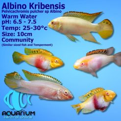 Albino Kribensis (Pelvicachromis pulcher sp Albino