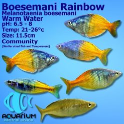 boesemani rainbowfish