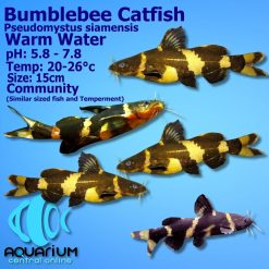 Bumblebee Catfish