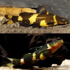Asian Bumblebee Catfish