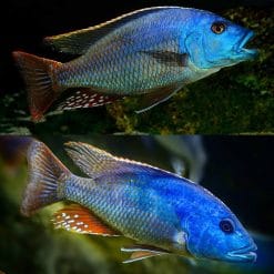 Fusco Cichlid