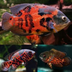 Red Tiger Oscar Cichlid