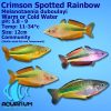 crimson spotted rainbow