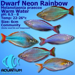 neon blue rainbowfish
